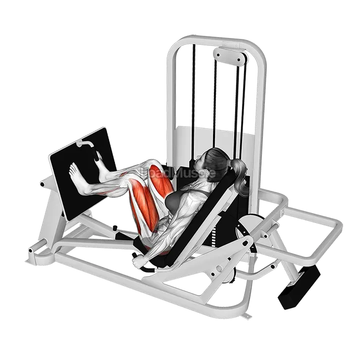 Lever Seated Leg Press demonstration