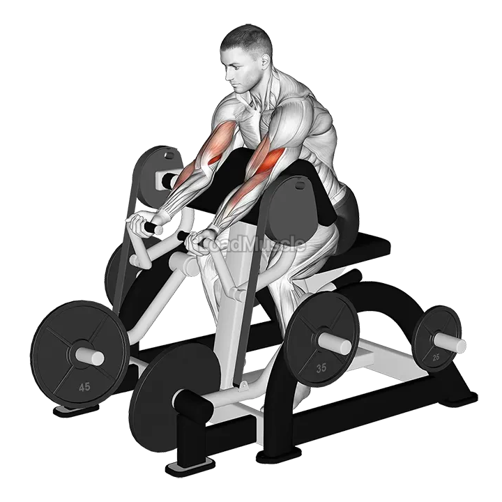 Lever Preacher Curl (plate loaded) demonstration