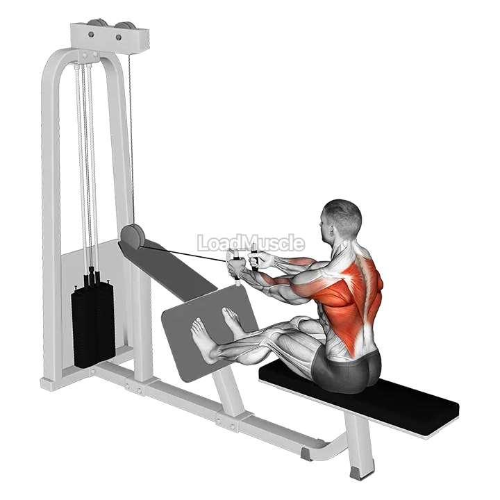 Cable Seated Row with V bar demonstration