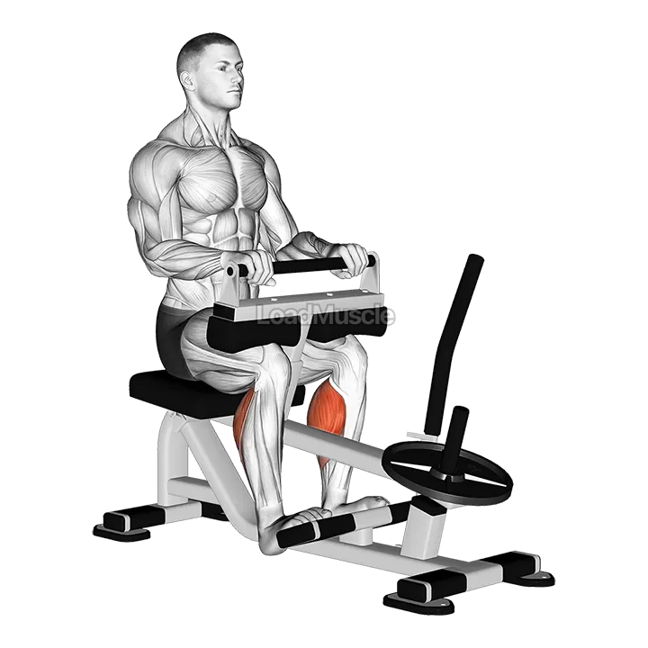 Lever Seated Calf Raise (plate loaded) demonstration