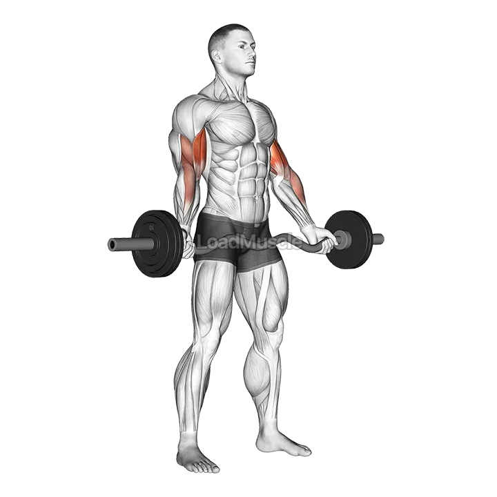 EZ-Barbell Standing Wide Grip Biceps Curl demonstration