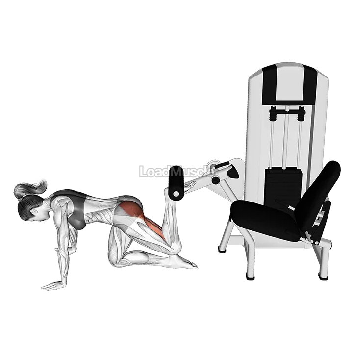 Lever Kneeling Reverse Hyperextension demonstration