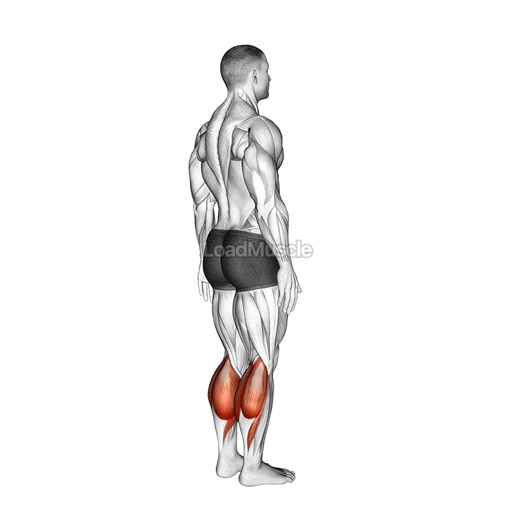 Ankle - Plantar Flexion demonstration