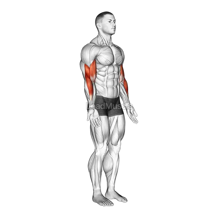 Elbow - Flexion demonstration