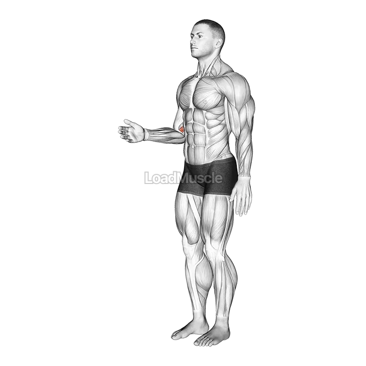 Forearm - Pronation demonstration