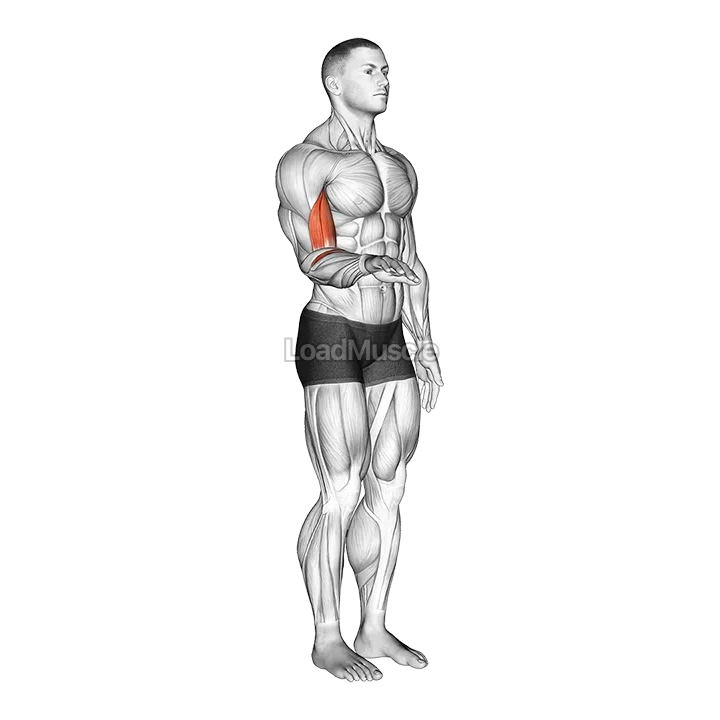 Forearm - Supination demonstration