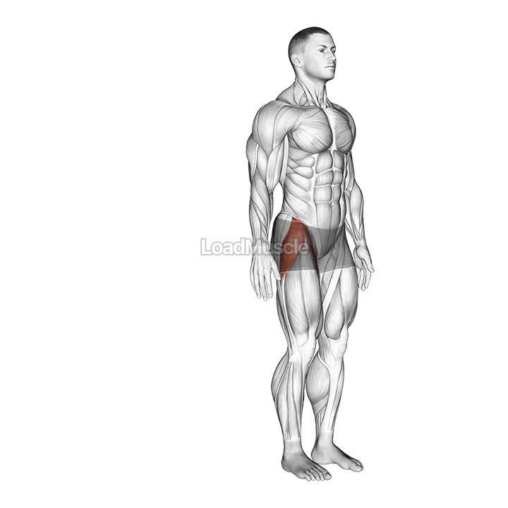 Hip - Abduction demonstration