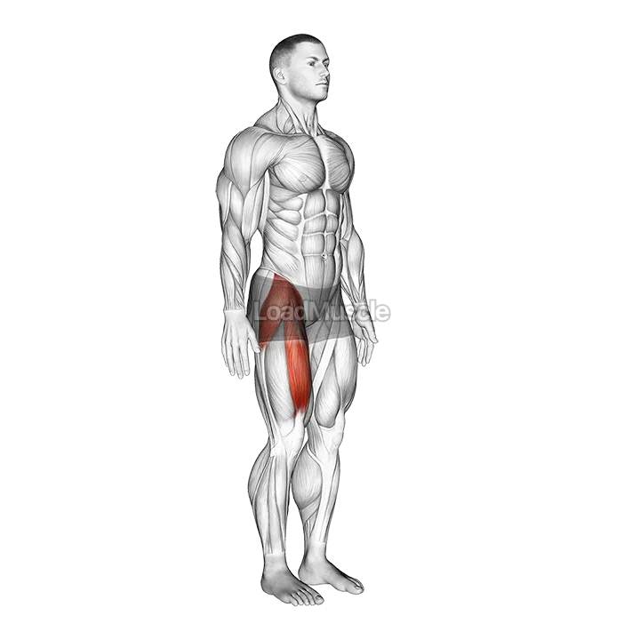 Hip - Flexion demonstration