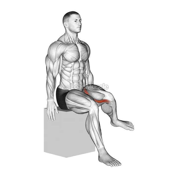 Hip - Lateral Rotation (External Rotation) demonstration