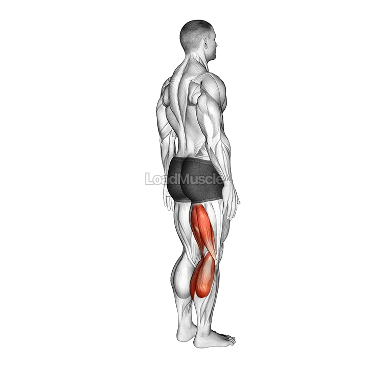 Knee - Flexion demonstration