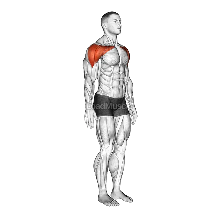 Shoulder - Abduction demonstration