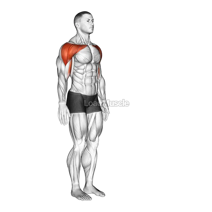 Shoulder - Flexion demonstration