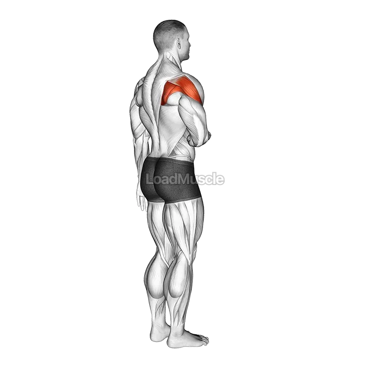 Shoulder - Lateral Rotation (External Rotation) demonstration