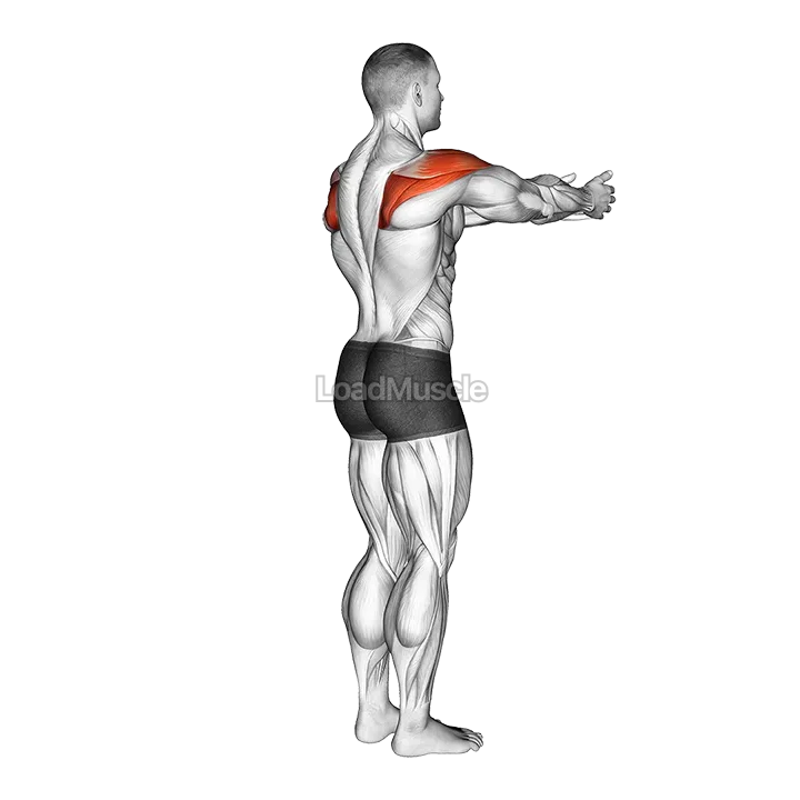 Shoulder - Transverse Abduction demonstration