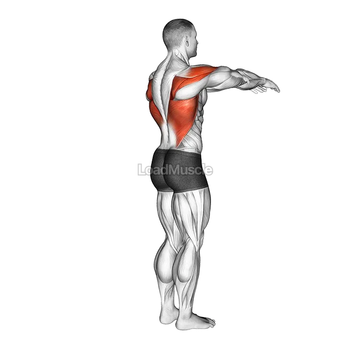Shoulder - Transverse Extension demonstration