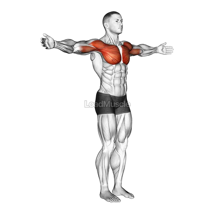 Shoulder - Transverse Flexion demonstration