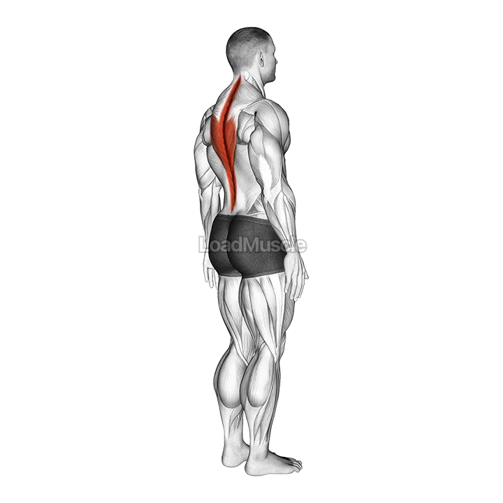 Spine (Lumbar) - Extension demonstration
