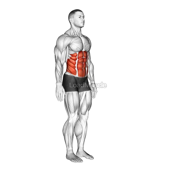 Spine (Lumbar) - Flexion demonstration
