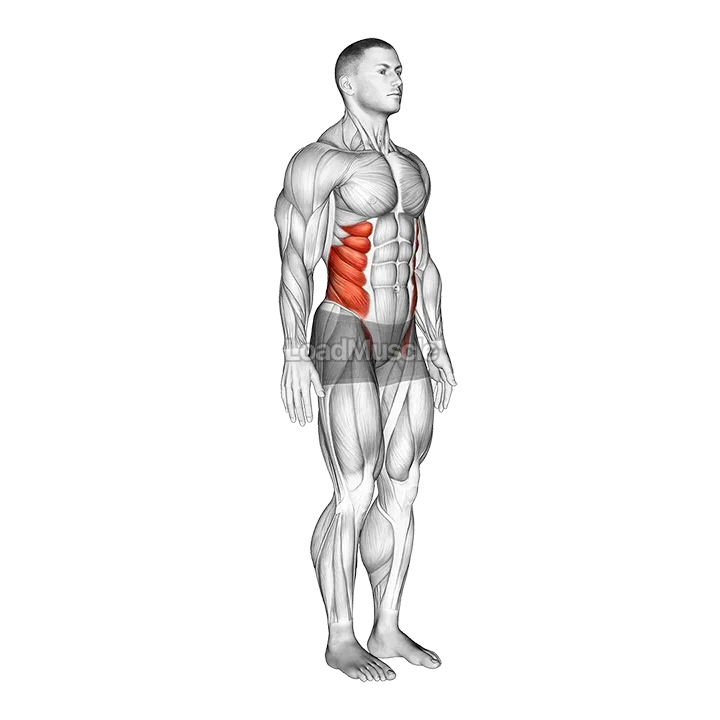 Spine (Lumbar) - Lateral Flexion demonstration