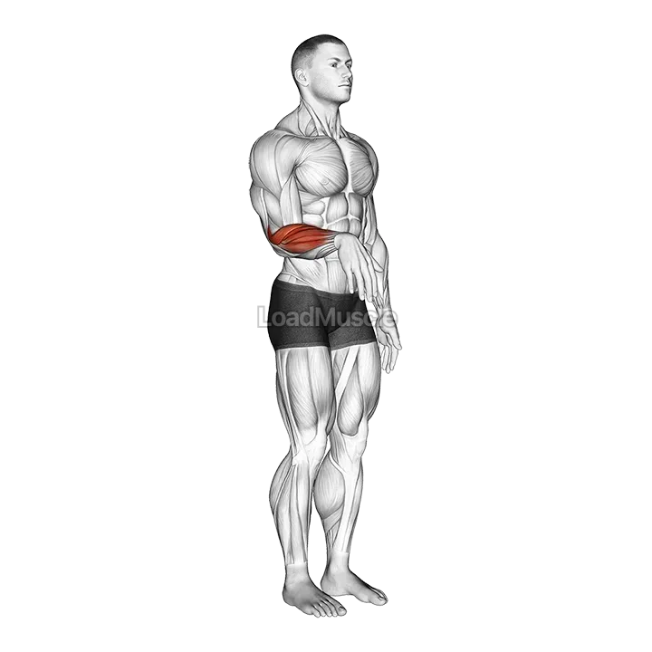 Wrist - Extension demonstration