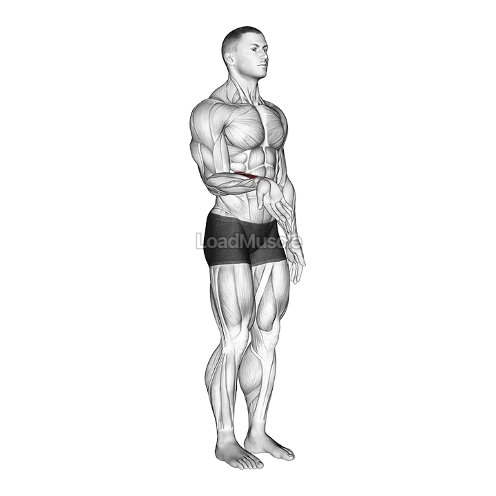 Wrist - Flexion demonstration