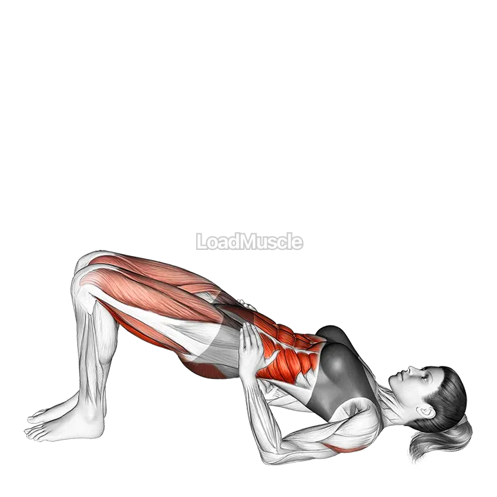 Shoulder Bridge demonstration