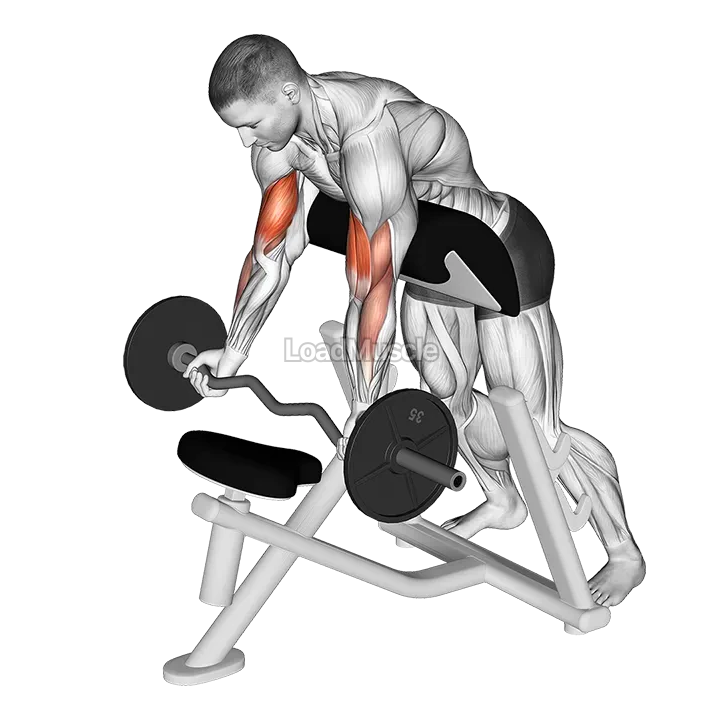 EZ Barbell Standing Preacher Curl demonstration