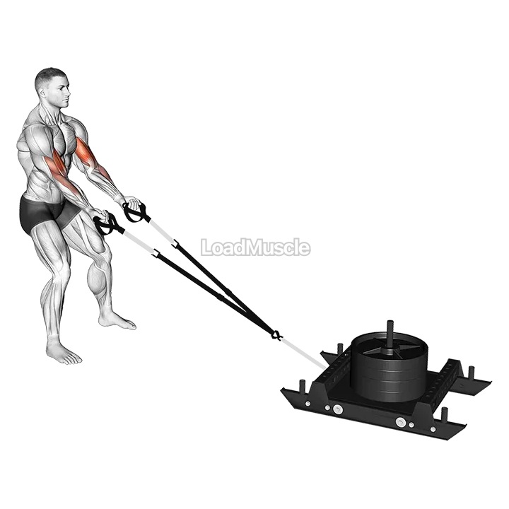 Power Sled Biceps Curl demonstration