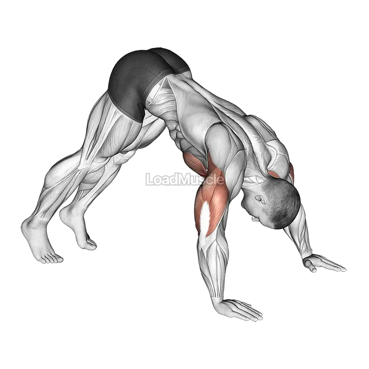 Pike Push up demonstration