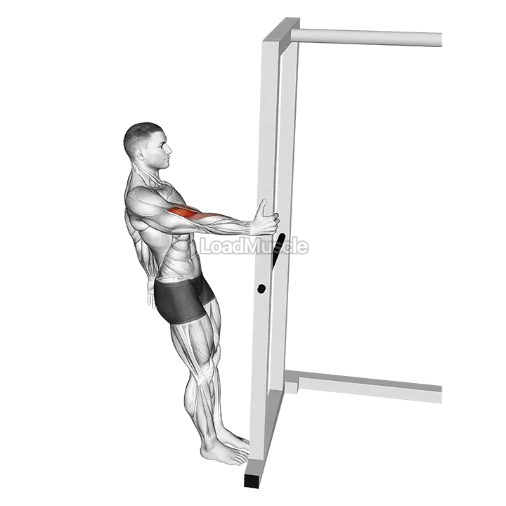 Bodyweight Standing Biceps Curl demonstration