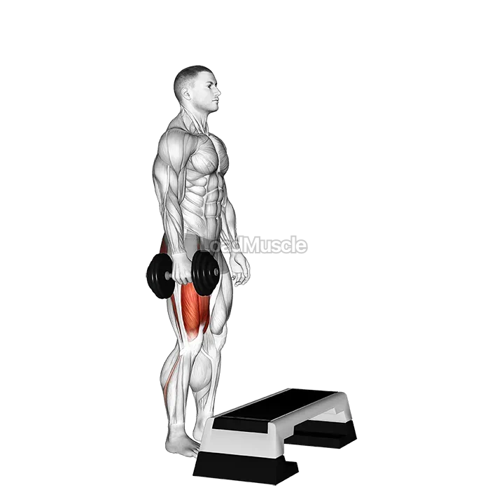 Dumbbell Single Leg Step Up demonstration