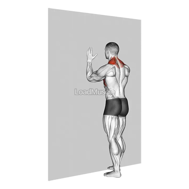 Forearm Wall Slide demonstration