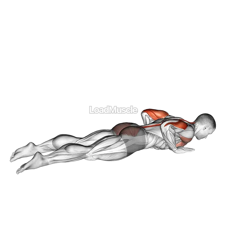 Seal Push up demonstration