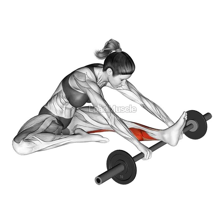 Calf self massage with barbell demonstration