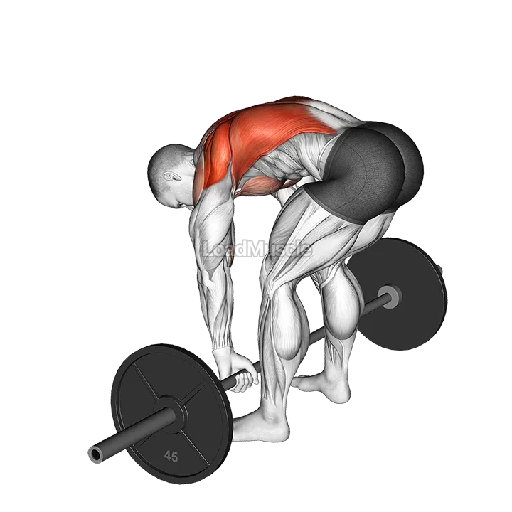 Barbell Pendlay Row demonstration