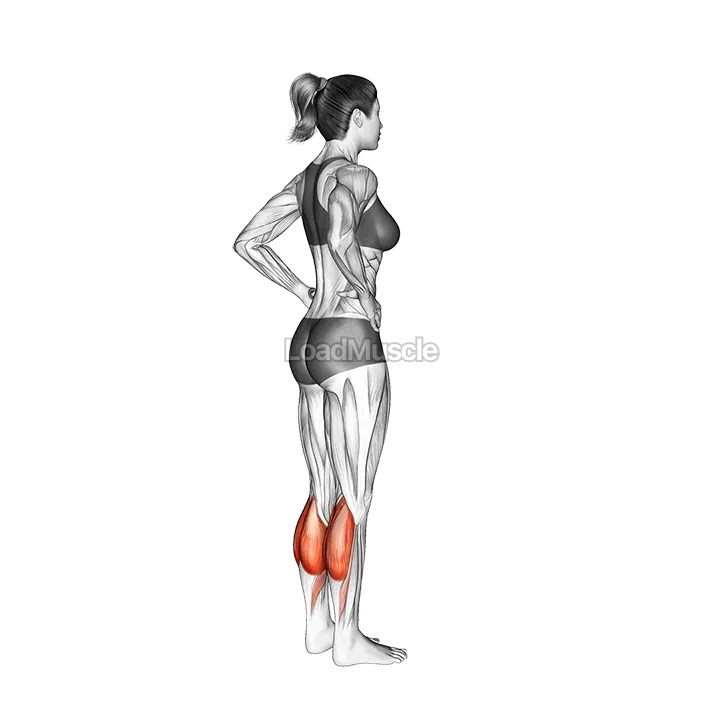 Standing Calf Raise demonstration