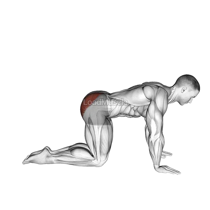 Bent Leg Kickback (kneeling) demonstration