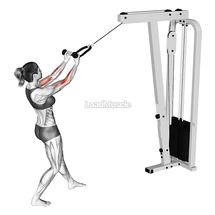 Cable Standing Biceps Curl (with rope) demonstration
