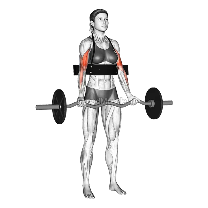 EZ bar Biceps Curl (with arm blaster) demonstration