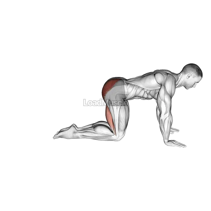 Straight Leg Kickback (kneeling) demonstration