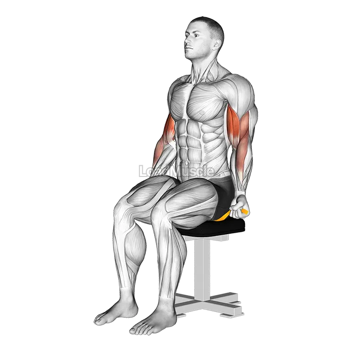 Resistance Band Seated Biceps Curl demonstration