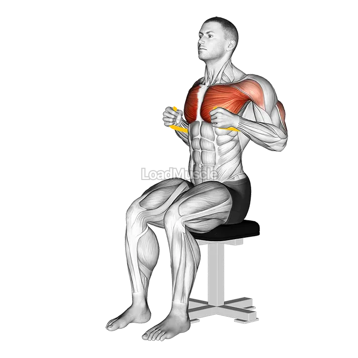 Resistance Band Seated Chest Press demonstration
