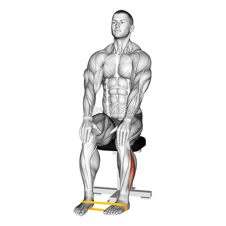 Resistance Band Foot External Rotation demonstration