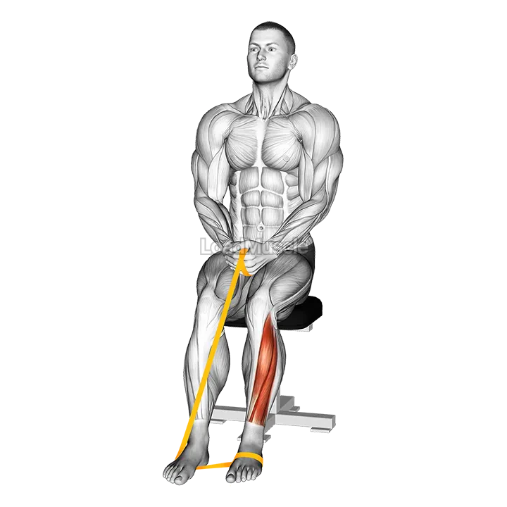 Resistance Band Foot Plantar Flexion demonstration