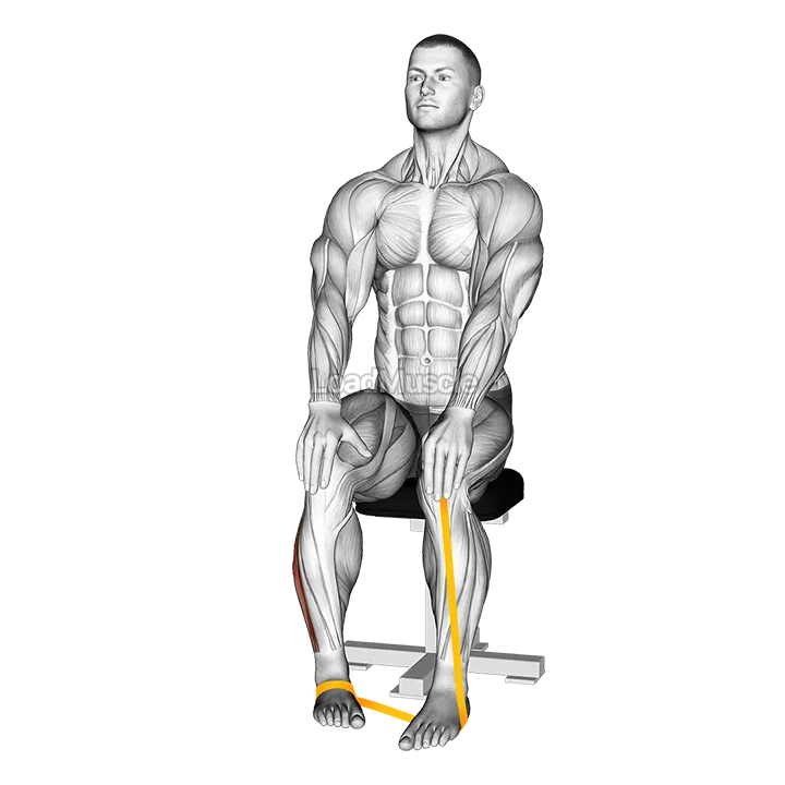 Resistance Band Foot Eversion demonstration