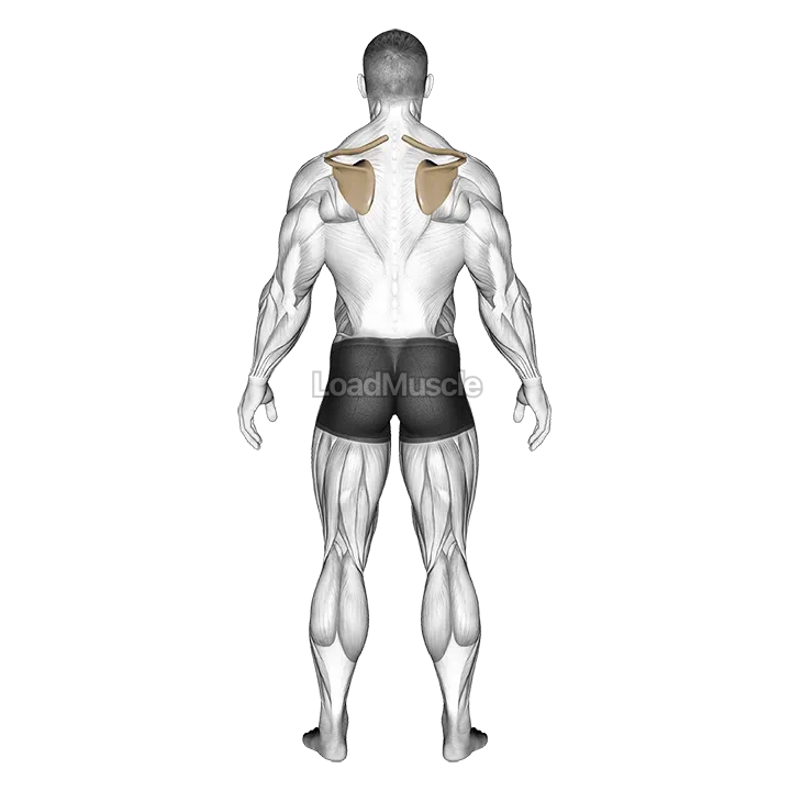 Scapula Elevation Depression demonstration