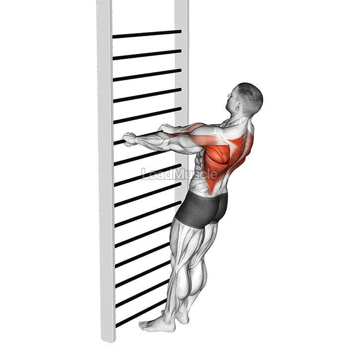 Bodyweight Standing Row demonstration