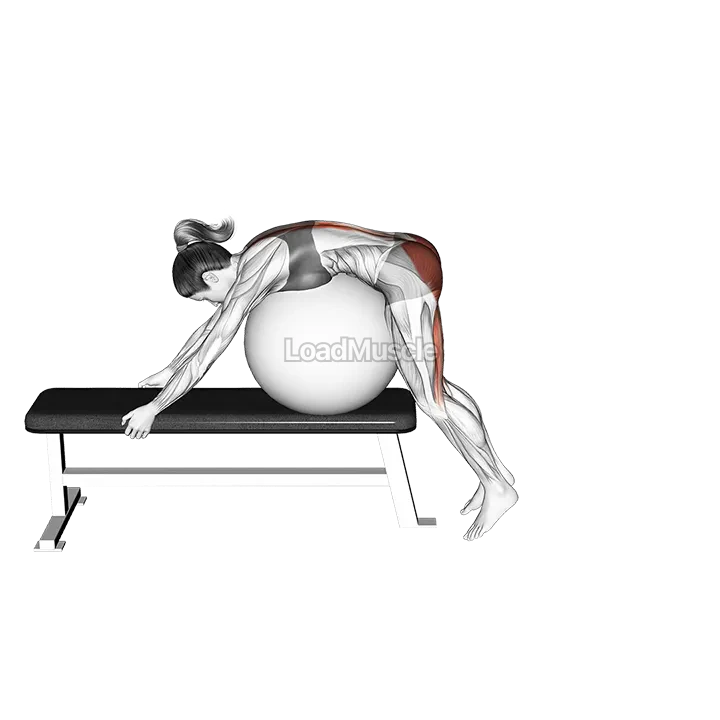 Stability Ball Reverse Hyperextension (off a bench) demonstration