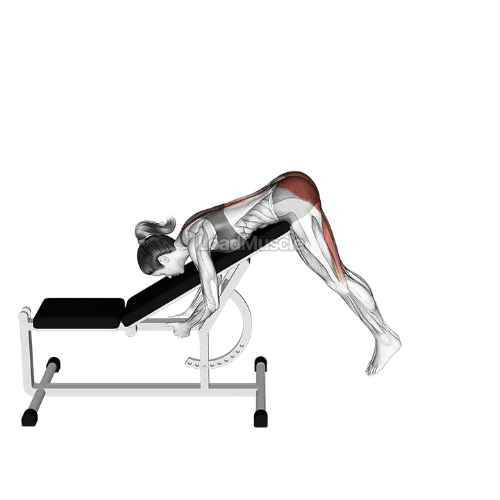 Incline Reverse Hyperextension demonstration