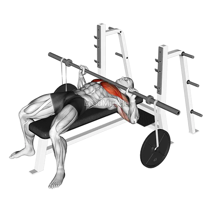Barbell Bench Press (with hanging band technique) demonstration